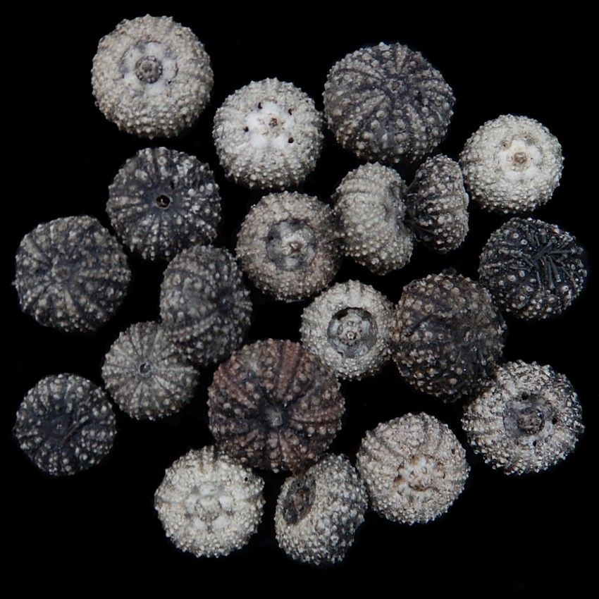 Baby Black Sea Urchins measuring 1 to 1 1/2" Sold Each