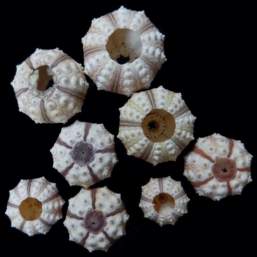 Tiger Sea Urchins measuring 1 to 1 1/2", SOLD OUT