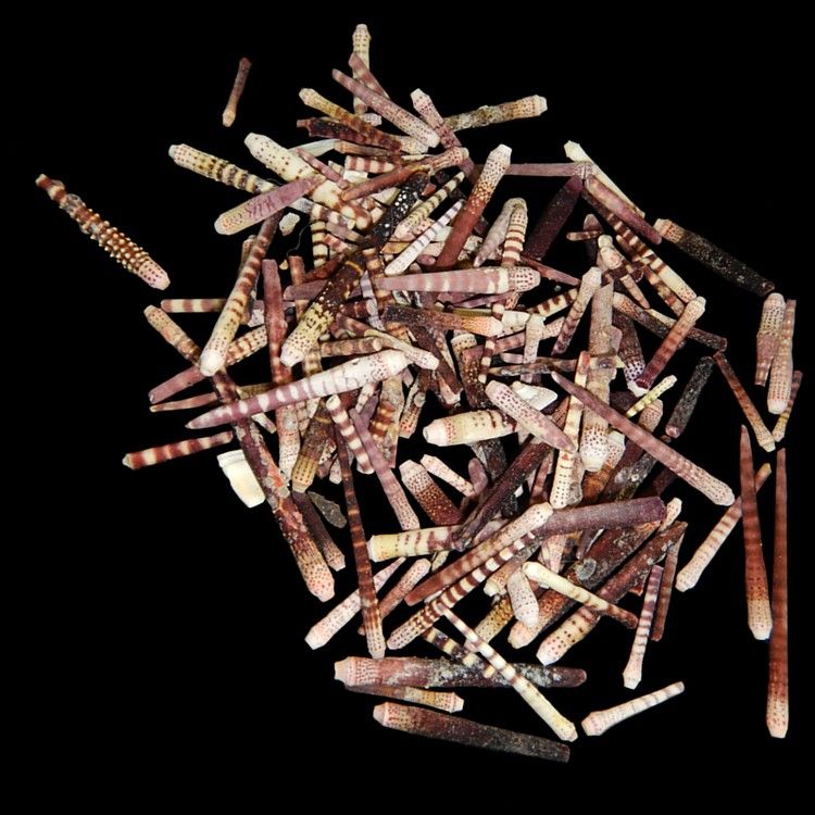 Fire Sea Urchin Spines measuring 1 to 4" Sold by the Ounce