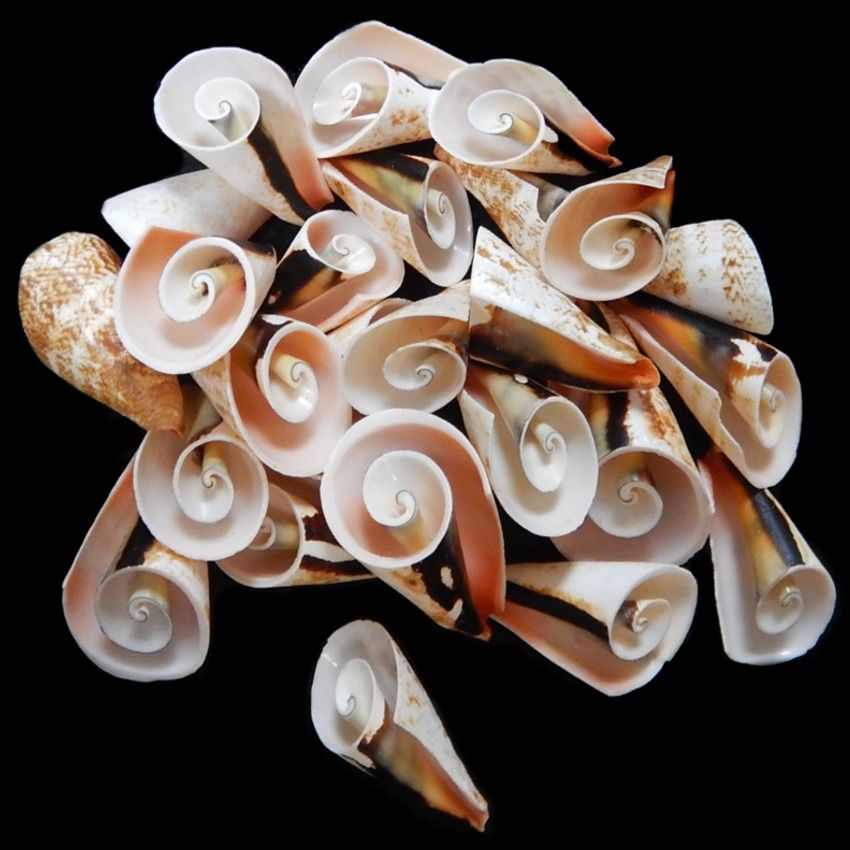 Strawberry Strombus Shell Flower Cuts measuring 2 to 21/2" SOLD OUT