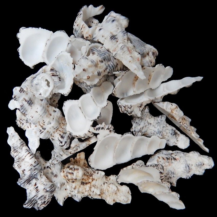 Assorted Cerithium Shell Side Cuts measuring 2 to 2.5" Sold by the 1/4 pound