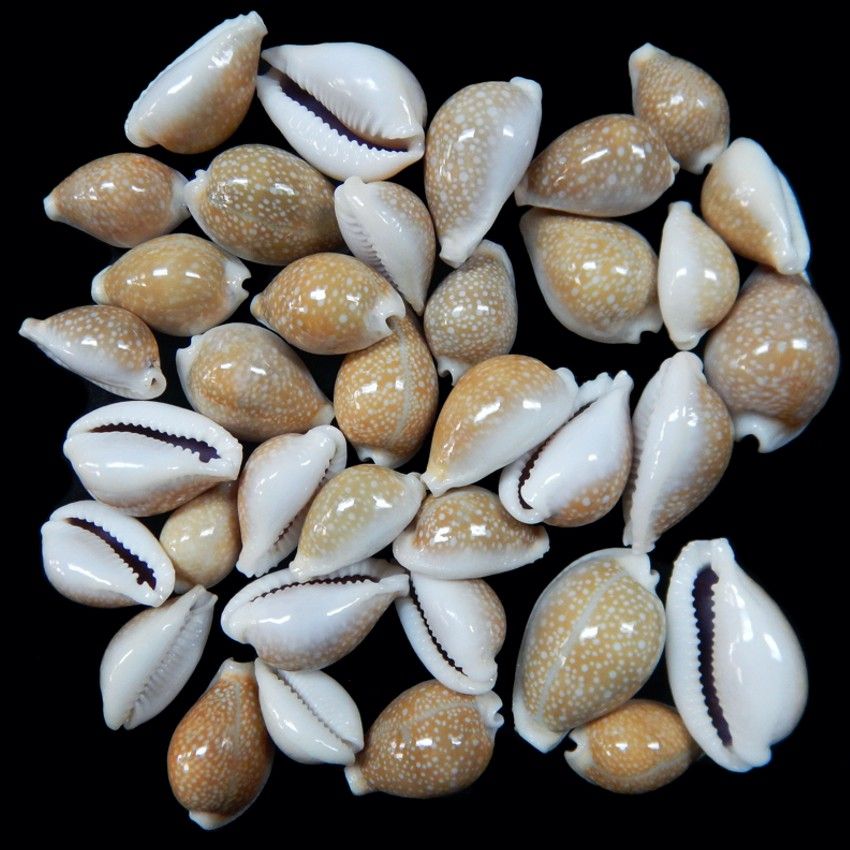 Cyprea Limacima Shells measuring approximately 1/2"  Sold Each