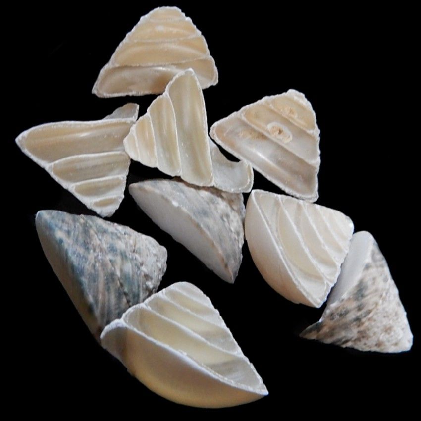 Slant Cut Troca Shells measuring 2 to 3" Sold by the 1/4 LBS