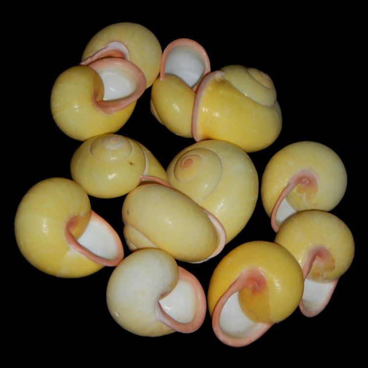 Yellow Bubble Snail Shells measuring 1 1/2 to 2" Sold Each