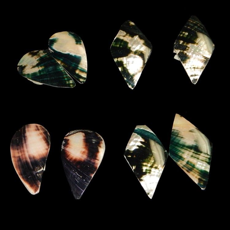 Assorted Black Lip Oyster Cuts measuring approximately  2" Sold Each