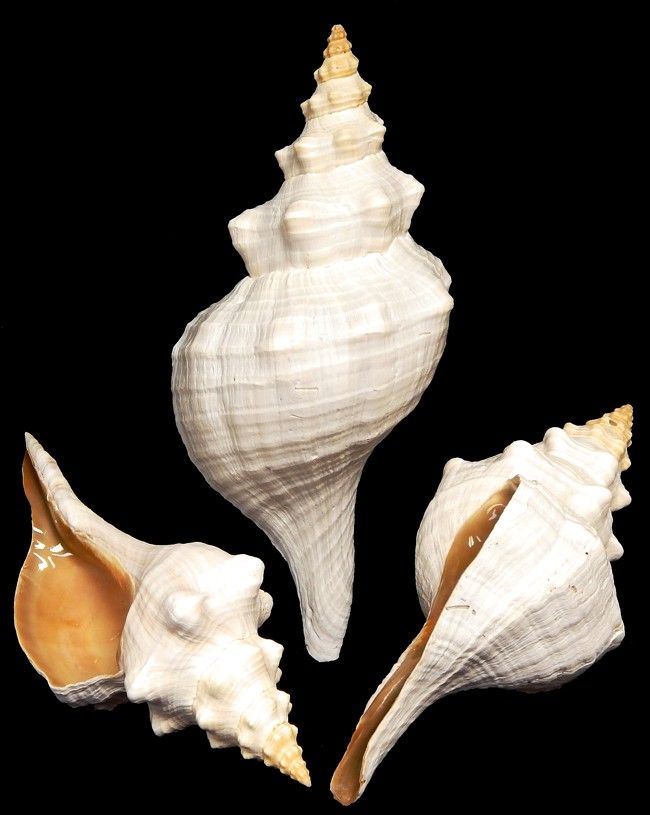 Florida Horse Conch Shells measuring 14 to 15"