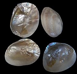 Polished Pearl River Clam Half Shells  measuring 5 to 6"  Sold Each