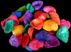 Dyed Asst Colors Ark Shells measuring 1 1/4 to 1 3/4" Sold by 1/4 LBS