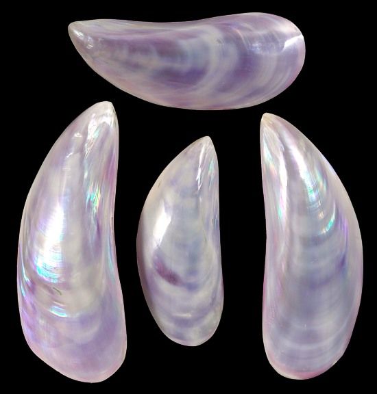 Dyed Purple Tahong Shell Pairs measuring 3 to 4"  Sold Each