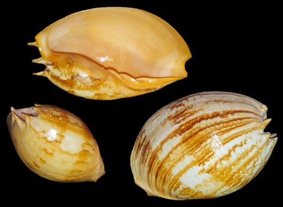 Melon Umbilicatus Shells measuring 11 to 12"  Sold Each