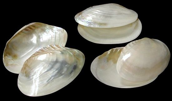 Cebu clam  9" Pairs  SOLD OUT