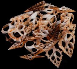 Assorted Shell Cuts measuring 2 to 3"  Sold Each