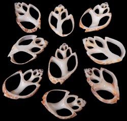 Center Cut Babylonia Shell measuring 1 1/2 to 2" SOLD OUT