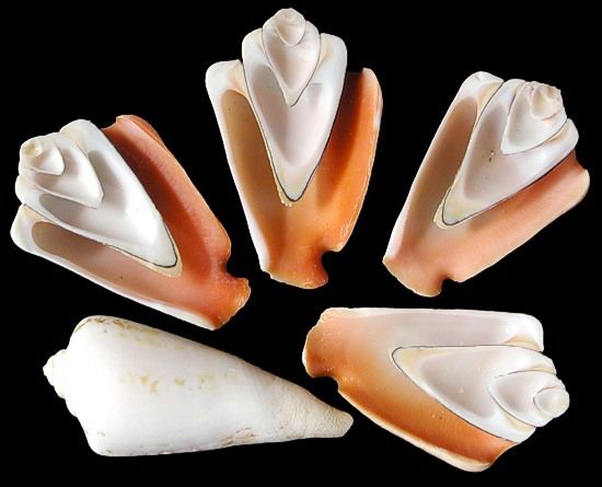 Strawberry Strombus Shell Half Cuts measuring 1 1/2 to 2" Sold Each