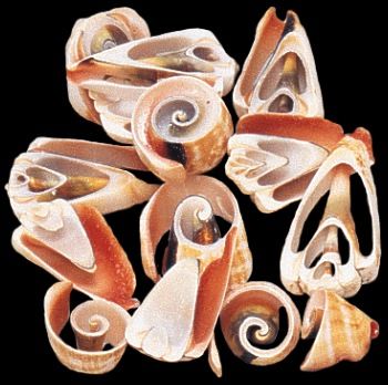 Strawberry Strombus Multi Cut Shells measuring 1 1/2" or less Sold by 1/4 pound
