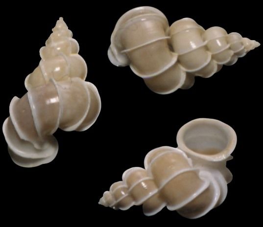 Epitonium Scarlare Shells measuring 1 to 2"  SOLD OUT