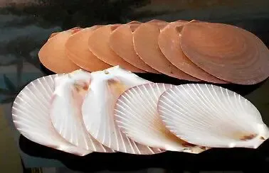 Brown Moon Shells measuring 2 to 3" Sold Each
