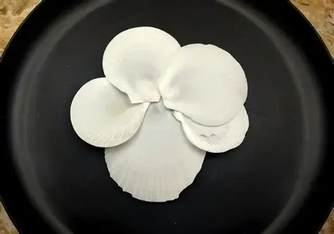 White Moon Shells measuring 2 to 3" Single Shells Sold Each