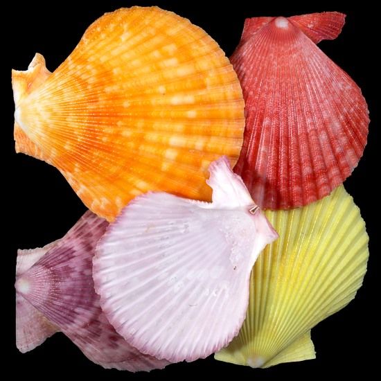 Noble Assorted Pectin Half Shells measuring 2 3/4 to 3.5" Sold Each