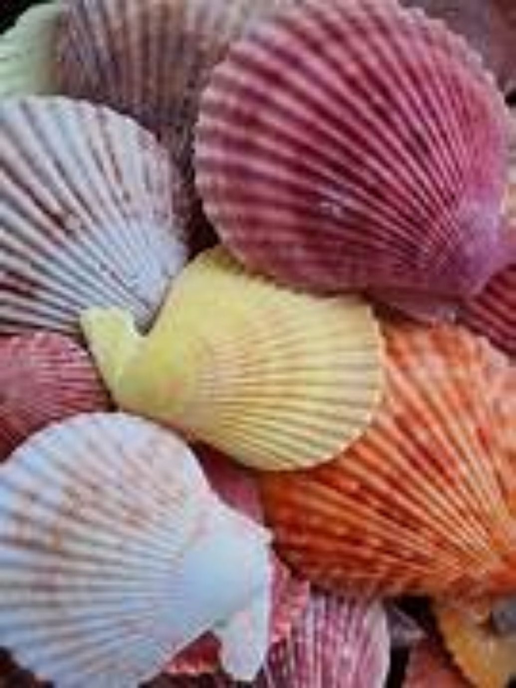 Assorted Natural Color Pectin Half Shell measuring 1 to 1 1/2"  Sold Each