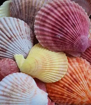 Pectin Common Color Pectin Shell Pairs measuring at Least 2 1/2"  Sold Each