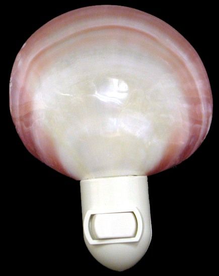 Polished Tiger Clam Shell Hand Crafted Nitelite measuring 4" Sold Each