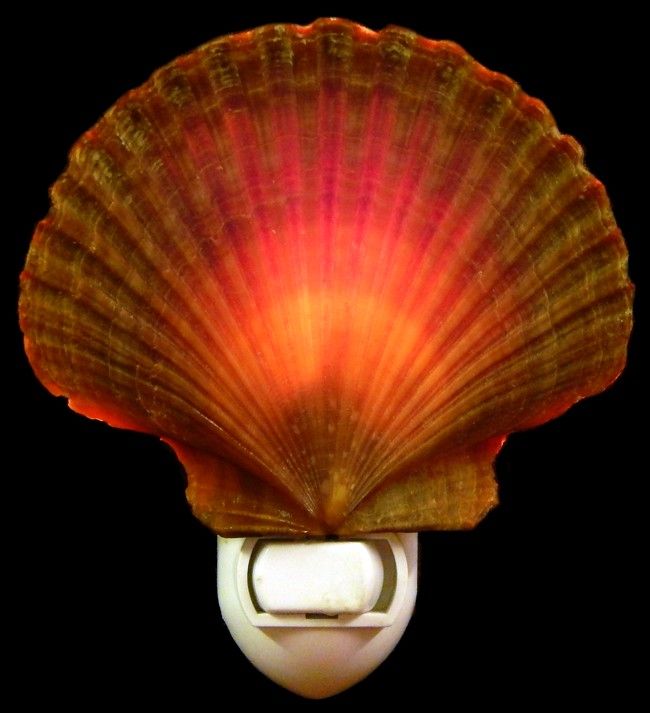 Mexican Flat Scallop Hand Crafted Shell Nitelite measuring 3" Sold Each