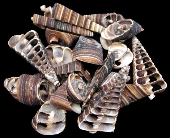 Multi Cut Telescope Shells measuring 1 to 3" Sold by the 1/4 pound