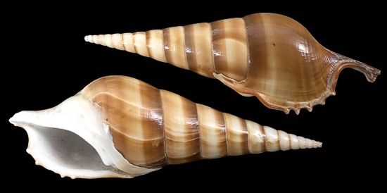 TIBIA SHELLS KNOWLEDGE BASE