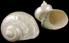 Silver Memoratus Shell measuring 5"  Sold Each