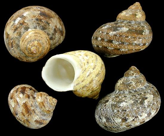 Pentholatus Shells  measuring Approximately 1"  Sold by the 1/4 LBS