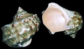 Green Memoratus Shell measuring approximately  5"  Sold Each
