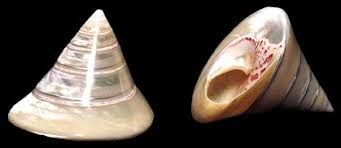 TROCA SHELLS KNOWLEDGE BASE