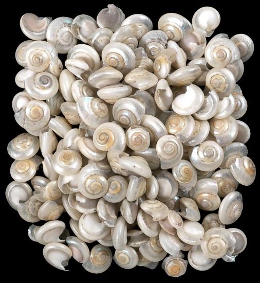 Pearl Umbonium Shells  -1/4 to 1/2" Sold by the 1/4 pound