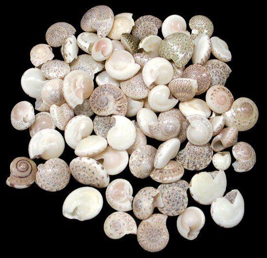 Natural Color Umbonium Shells  -1/4" Sold by the 1/4 pound