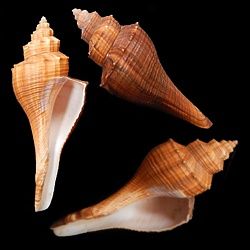 Brown Fusus Shells measuring  5"  SOLD OUT