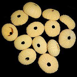 Dyed Yellow Sea Urchins measuring 1 1/2 to 2"  Sold Each