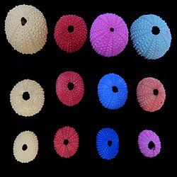 Dyed Assorted Color Sea Urchins measuring approximately  1"  Sold each