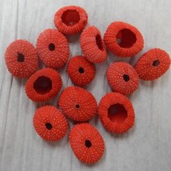 Red Dyed Sea Urchins measuring 1 1/2 to 2"  SOLD OUT