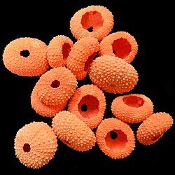 Dyed Orange Sea Urchins measuring 1 to 1 1/2" Sold Each