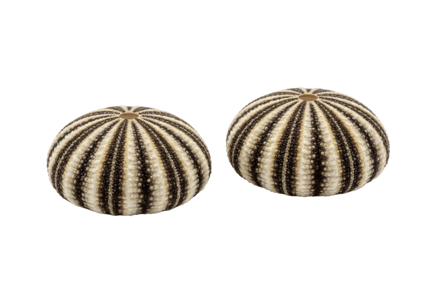 Radiata Sea Urchins measuring approximately 5"  SOLD OUT