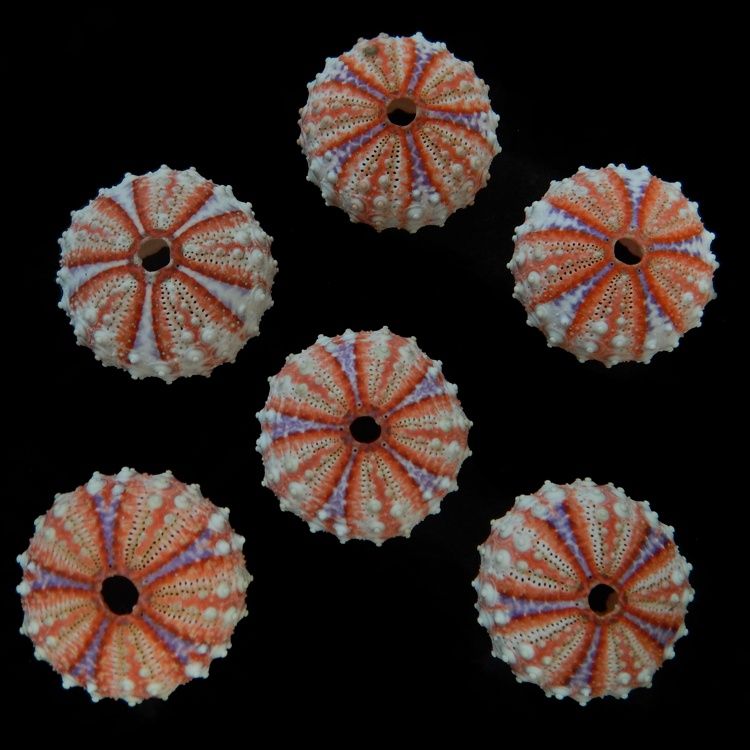 Velarde Sea Urchins measuring approximately  1" SOLD OUT