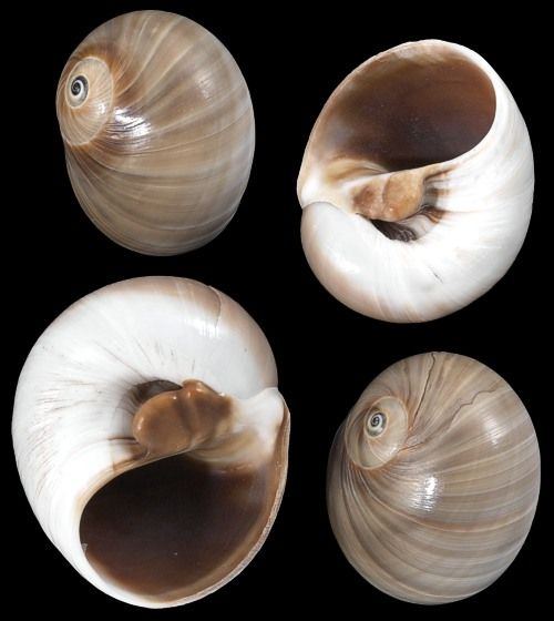 Whales Eye Shell  -1 to 2" Sold Each