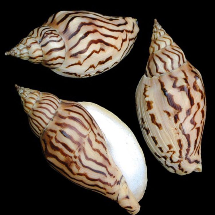 Volute Loroisi Shells measuring 3 to 3 1/2"  SOLD OUT