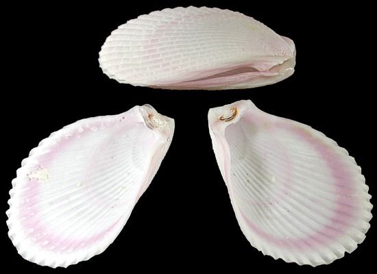 Lima Lima 4" Shell Singles SOLD OUT