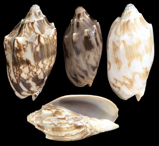 Bat Volute Shells - 2 to 2 3/4" Sold by the 1/4 pound