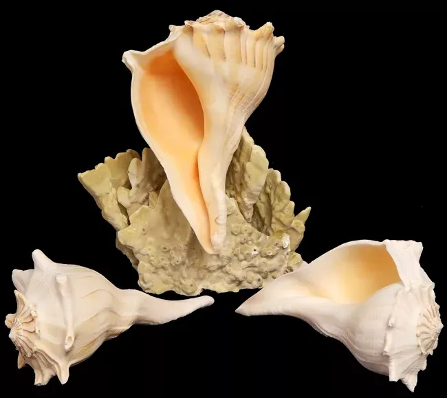 Florida Welk Shells - 6 to 7" Sold Each