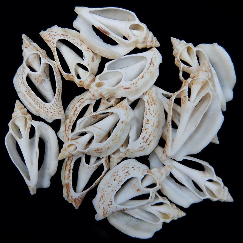 Dotted Center Cut Urceus Shells measuring 3/4 to 1 1/2"  SOLD OUT