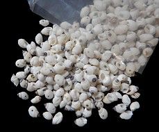 Bubble Shells With Drilled Holes measuring approximately 1/4"Sold By The Ounce