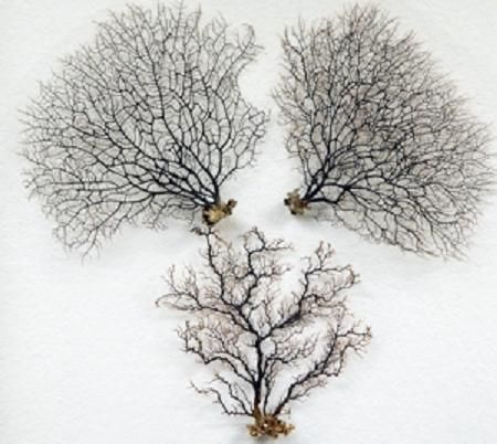 Sea Fan measuring 6 to 10"  Sold Each